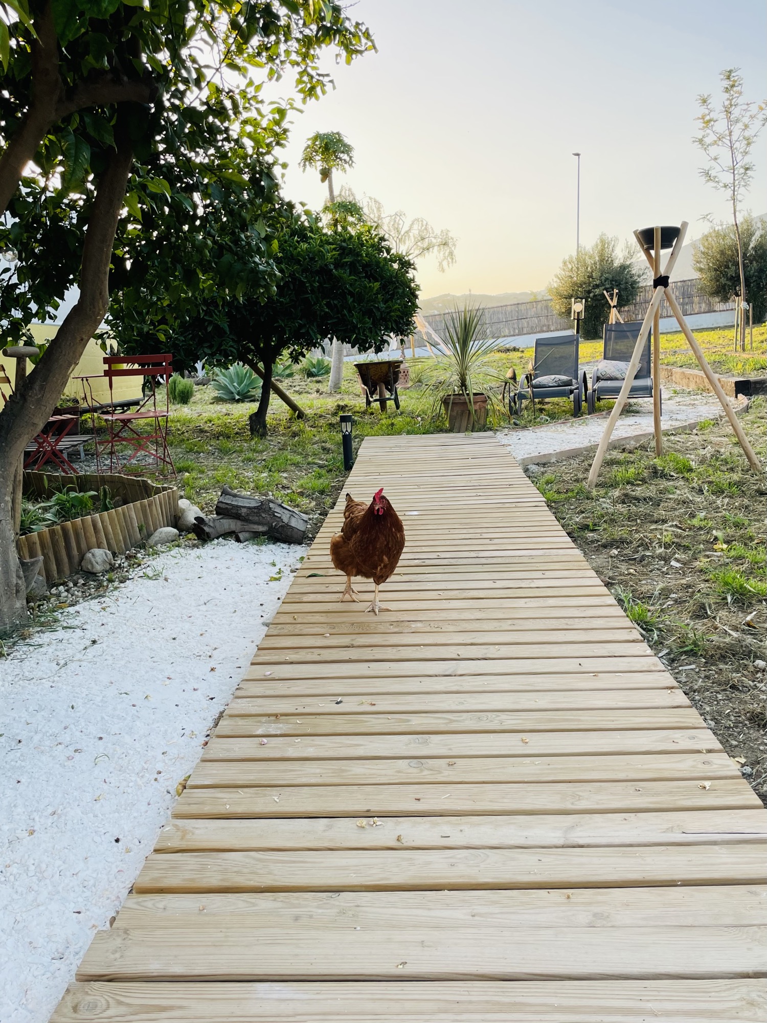 Gallina paseando por el jardín — vida auténtica