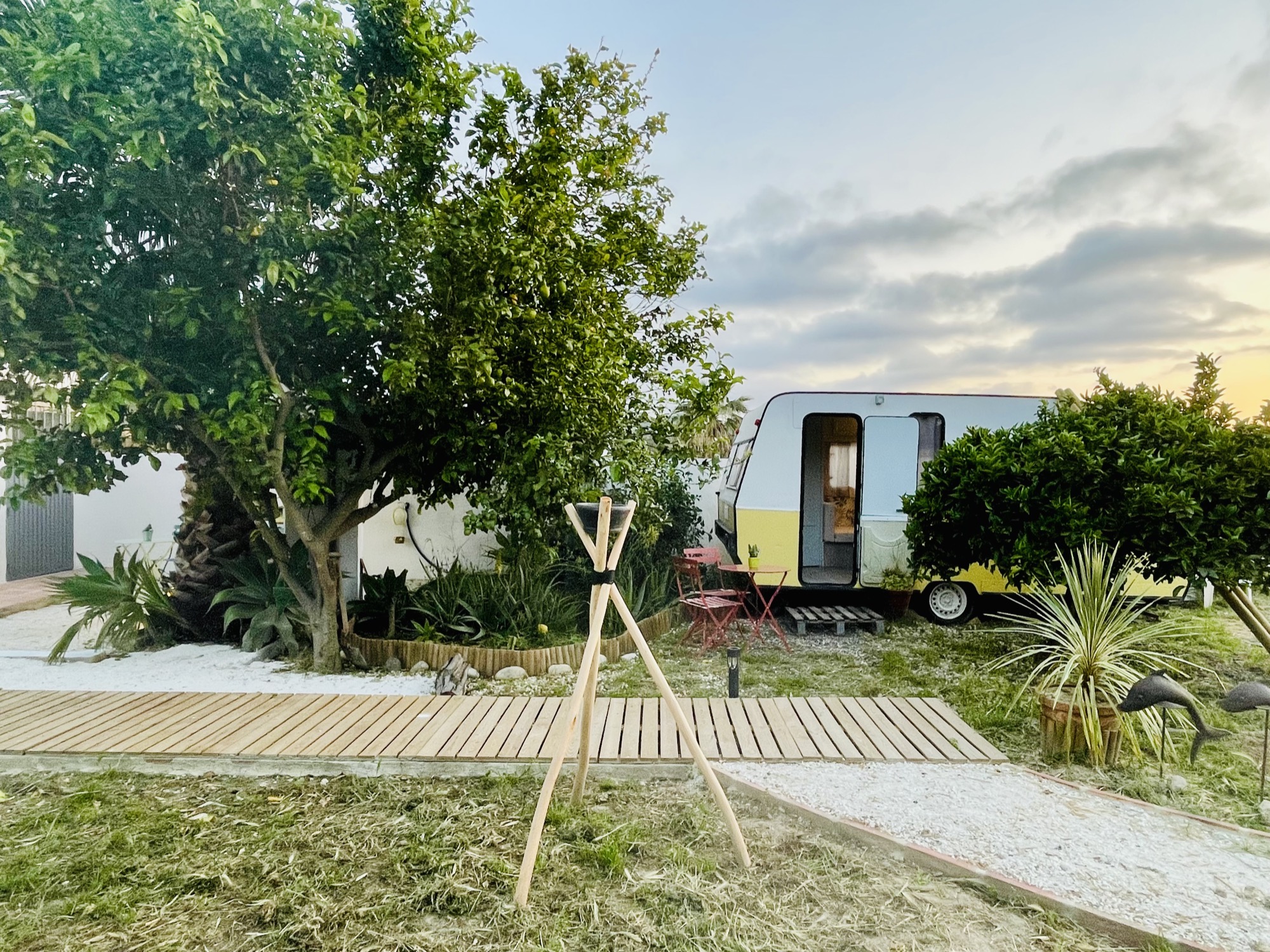 Limonero cargado al atardecer — abundancia del oasis